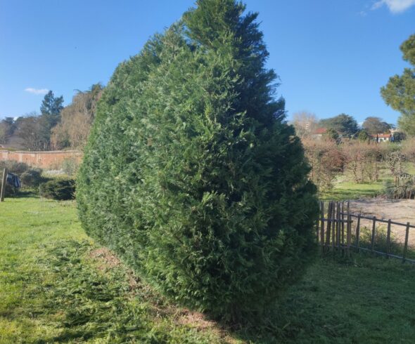 Taille de haie de cyprès Vernaison Haie de cyprès taillée en forme conique dans un jardin