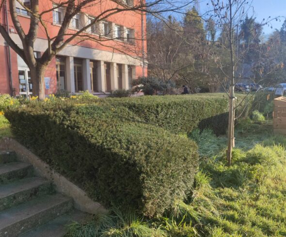 Taille de haie de lonicera Taluyers Haie de lonicera taillée à angle droit devant un bâtiment