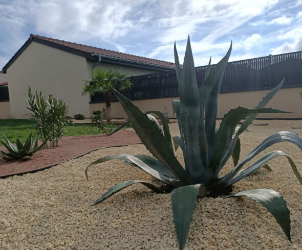Création d'un jardin minéral Saint-Symphorien-sur-Coize Jardin minéral avec agave centrale sur lit de graviers clairs
