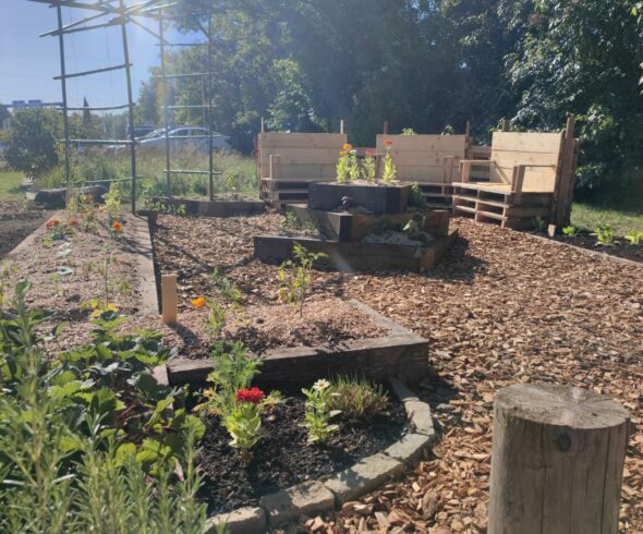 Création d'un potager en bois recyclé Meyzieu Potager en carrés surélevés avec structures en bois recyclé et paillage