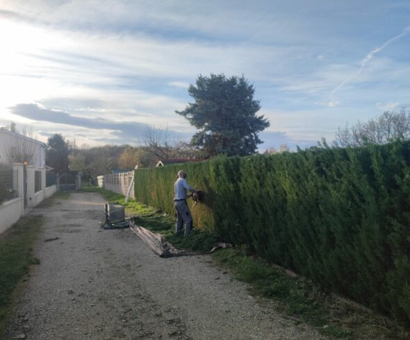 Taille de haie de cyprès Brignais Jardinier taillant une haie de cyprès à la taille-haie Brignais